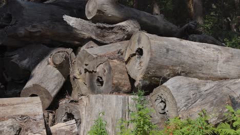 stacked logs in a forest clearing