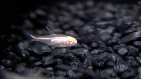 goldfish swims up to a tiny transparent fish