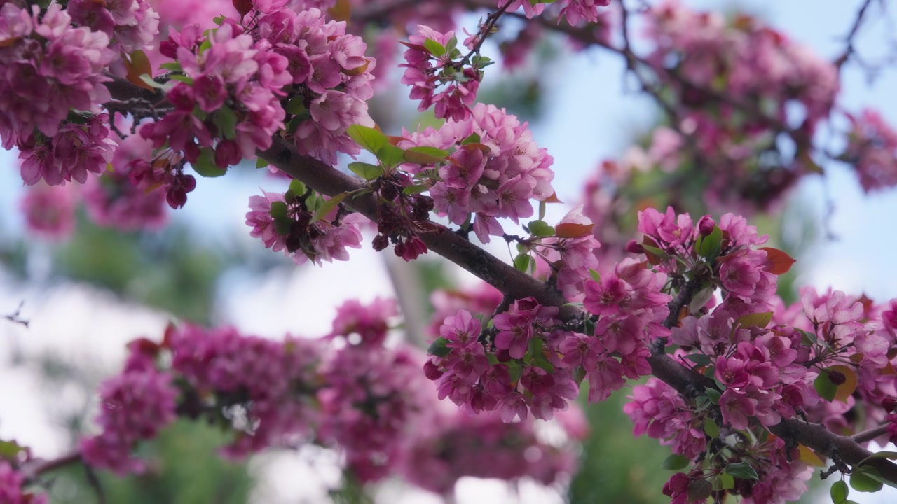 Cherry trees blooming with pink flowers in spring in the park