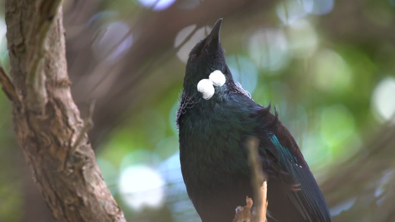 un pájaro tui de nueva zelanda cantando en un árbol