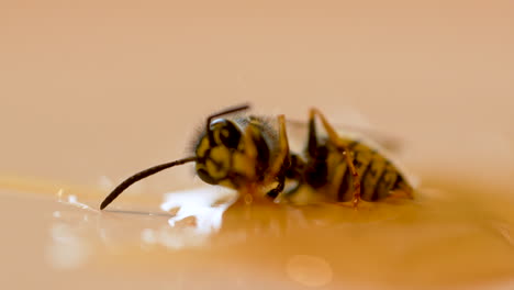 Stuck-wild-bee-sucking-fresh-honey,-macro-close-up-shot