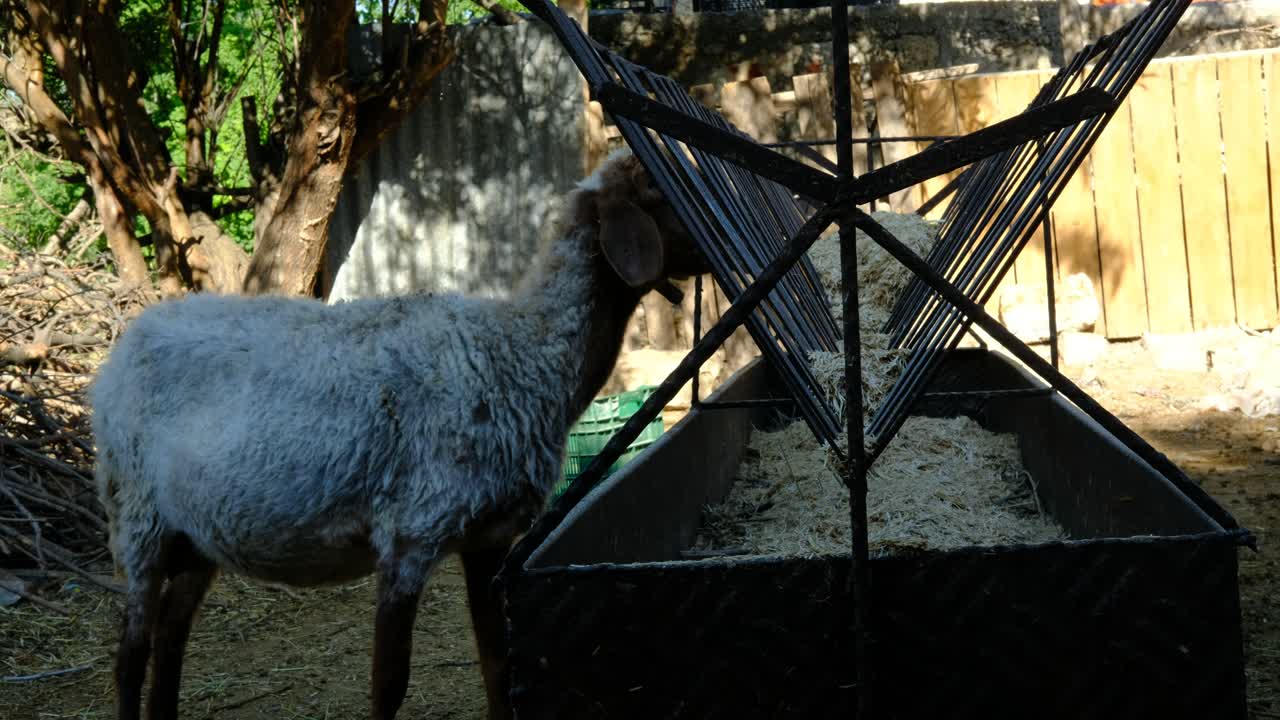 las ovejas comen heno en la granja de animales