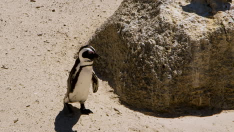 lindo pingüino del cabo caminando alrededor de la roca en la playa de cantos rodados, la ciudad de simon