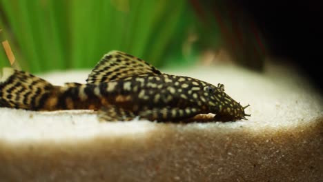 close-up of a spotted plecostomus in an aquarium