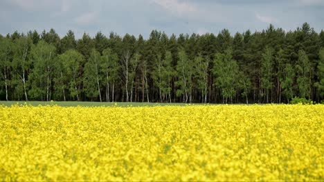 field in full bloom season with yellow vibrant color and green natural pine tree forest