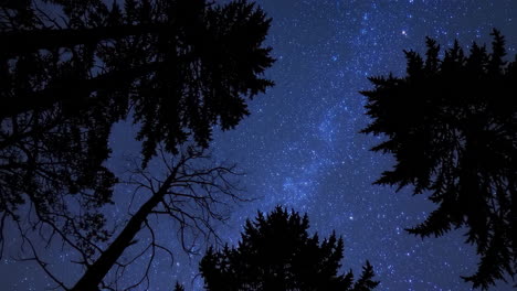 starry night in the woods