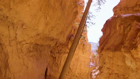 árbol-En-Formación-De-Rocas-Rojas-Y-Nieve-Cerca-De-Bryce-Canyon-En-El-Sur-De-Utah