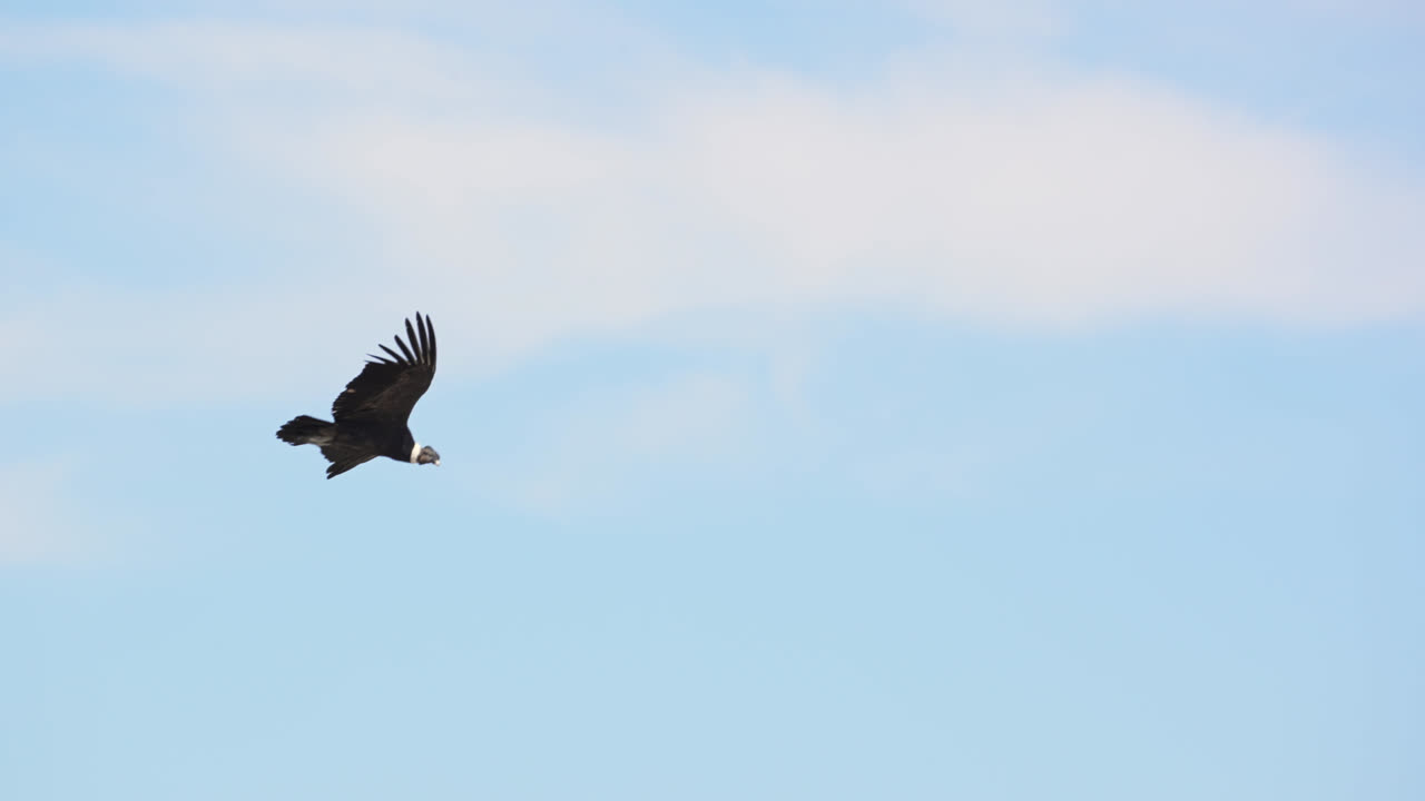날개 길이를 과시하며 날아가는 안데스 콘도르