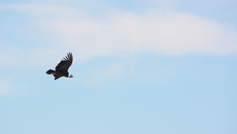 andean condor in flight showing off its wingspan