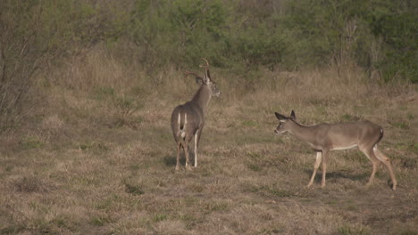 a whitetail buck in texas, usa