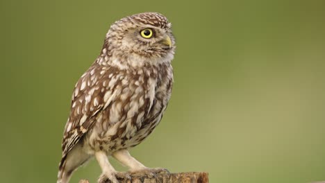 Closeup-side-view-of-Little-Owl-perched-on-pole,-bokeh-background,-thirds