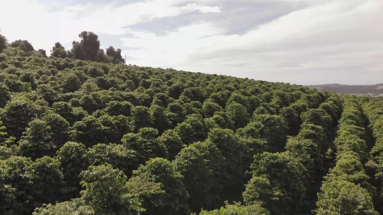 imágenes aéreas de drones sobre plantaciones de café. 4k
