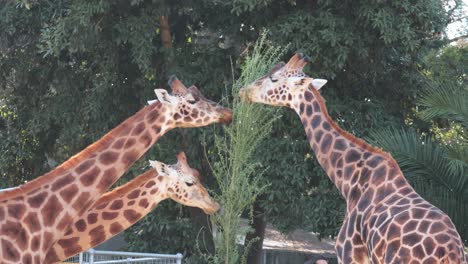 two giraffes eating leaves from a tree