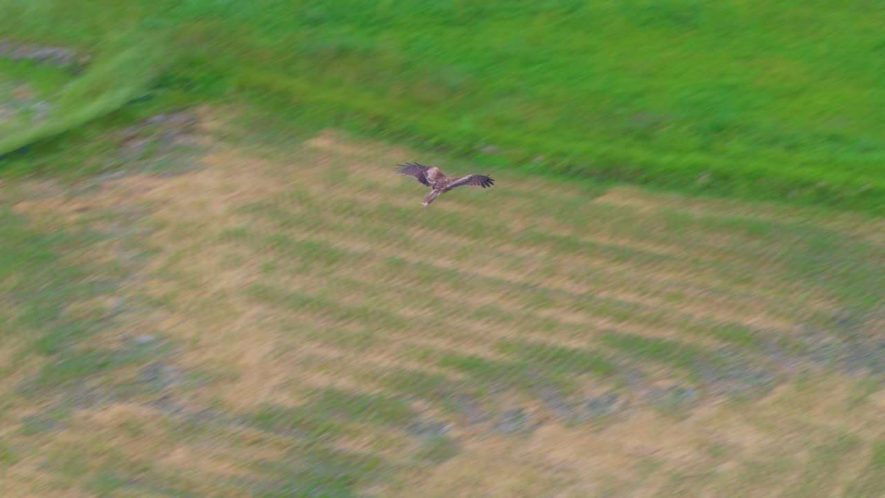 Black Kite (Milvus migrans), Japanese Tonbi, Flying over Shiga Prefecture Rural Countryside
