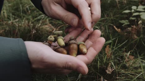 male holding acorns in his hand palm