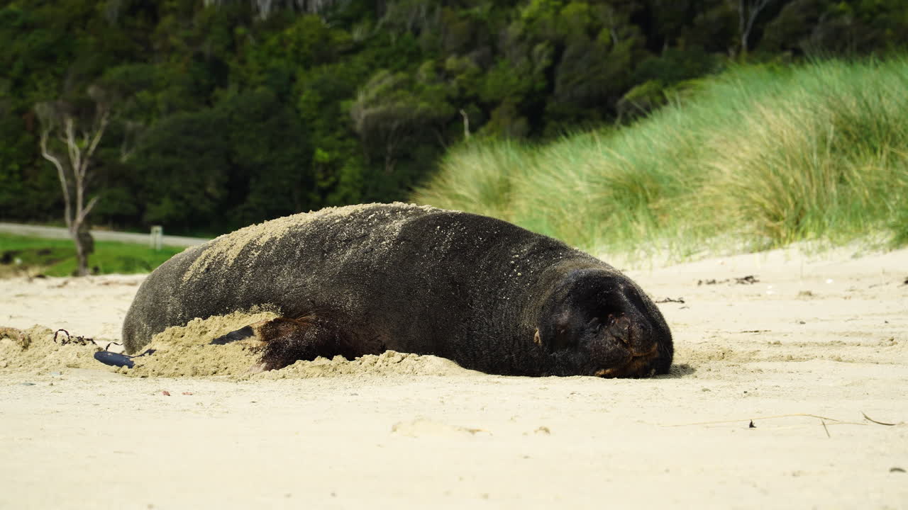 Leone marino della Nuova Zelanda - Phocarctos Hookeri - Whakahao che giace sulla spiaggia sabbiosa tra le onde nella baia in Nuova Zelanda