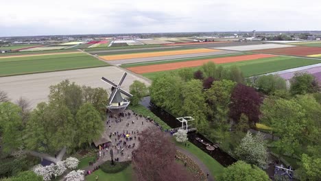 a drone shot of the dutch tulip fields and a windmill in the foreground, panning to the left, the netherlands