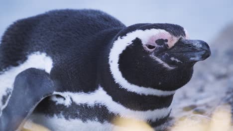 Macro-close-up-shot-of-resting-Magellanic-Penguin-during-sunny-day-in-nature