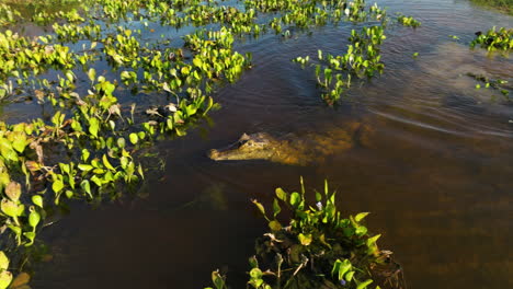 orinoco crocodile at a farm in apure, los llanos, venezuela - tracking shot