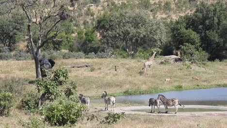 Varias-Especies-Animales-Se-Congregan-En-El-Abrevadero