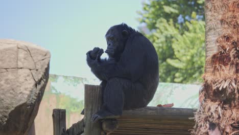 chimpanzee in zoo enclosure chews fingers