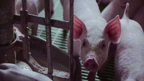 창고에 힌 돼지