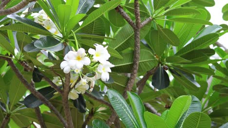 time-lapse of flowers blooming among green leaves