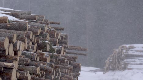 sawmill log storage piles being buffeted by the nordic soft snowfall - wide medium shot
