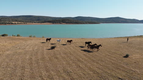 wild horses strolling around barren meadow at wakana lake side in cádiz, spain - aerial descending tracking shot