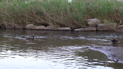 Gadwall-Anas-Strepera-Y-Mallard-Anas-Platyrhynchos-Patos-Salvajes-En-Un-Arroyo-Del-Río-En-El-Distrito-De-Yanje-De-Seúl