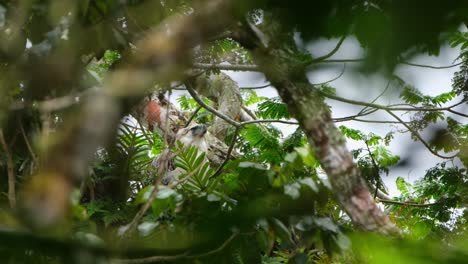 Looking-forward-while-on-top-of-a-fern-during-a-windy-and-cloudy-day-then-looks-around,-rare-footage,-Philippine-Eagle-Pithecophaga-jefferyi,-Philippines