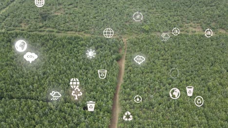 drone view- africa forest- kenya and tanzania-bush fire on slopes of mount kilimanjaro loitokitok kenya