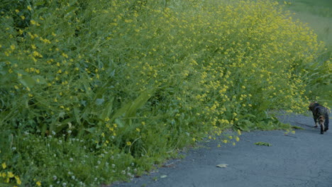 Cat-exploring-a-flower-meadow-in-Oslo-on-a-sunny-day