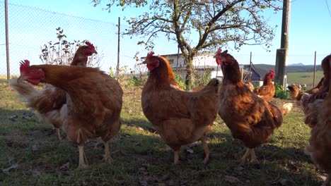 a stunning scenery of chickens in the garden with glorious trees in the background - close up shot
