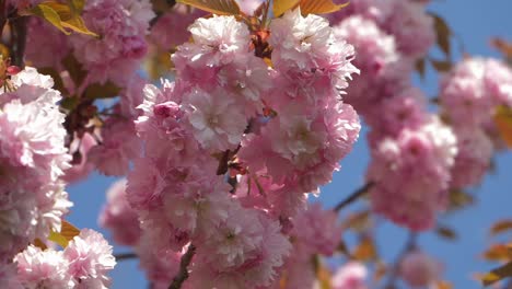 kirschblütenbaum im frühling. nahaufnahme