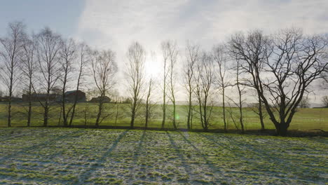 mysterious scene with dry trees