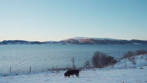 adorable malamute de alaska cerca de la costa nevada durante la puesta de sol