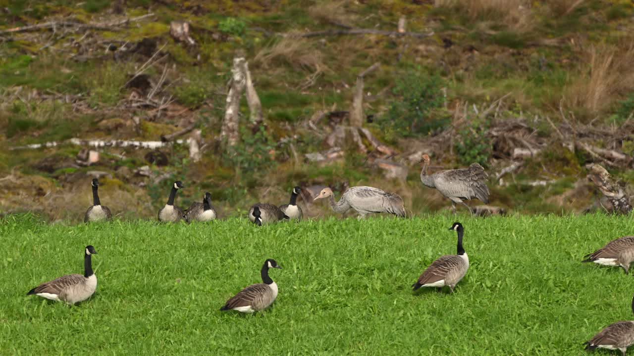 Two young cranes walk left through green field. Slow motion pan follows them. Geese in background