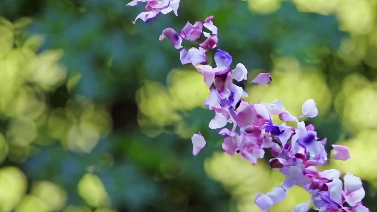 Close-up video of pink and purple flower petals falling against a blurred green background