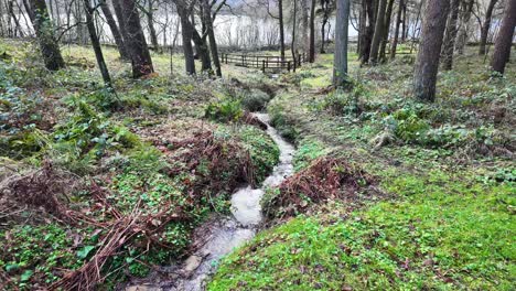 Pequeño-Arroyo-Forestal-De-Movimiento-Lento,-Que-Fluye-Lentamente-A-Través-De-Los-árboles-Del-Bosque.