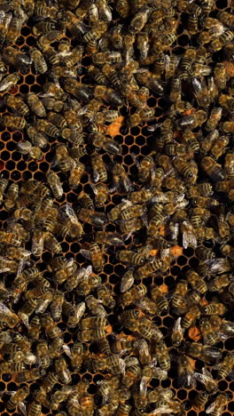yellow frame filled with honey insects working on honey cells on the natural background. many busy bees on the frame near the beehive. apiary concept vertical video