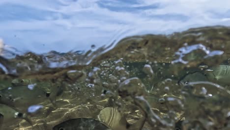 half underwater view of hand feeding fish in shallow sea water