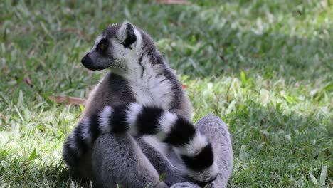 lemur sitting and looking around on grass