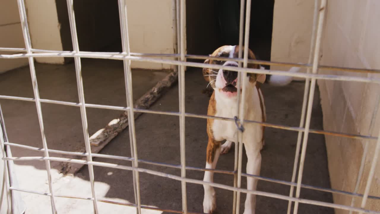 perro abandonado encerrado en un refugio