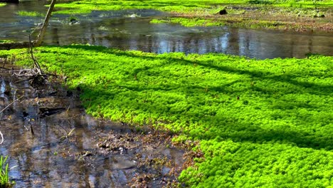 Bright-green-moss-on-smooth-and-peaceful-river-stream-in-Kentucky-wetland-tilting-to-reveal-more-moss