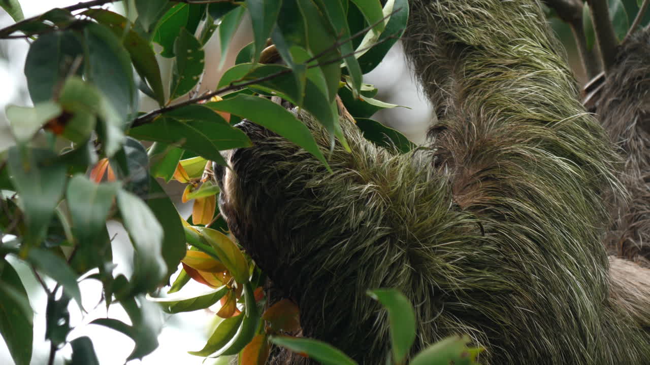 Costa Rican sloth savors a fresh bite. | Premium Stock Video Footage