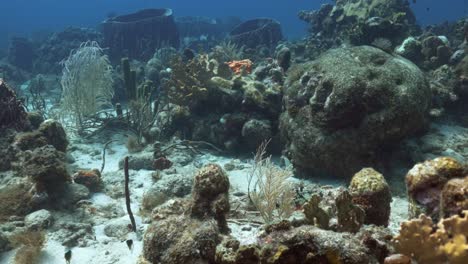 swimming over the reef with some small fish playing around the coral