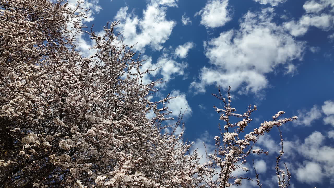 Cherry blossom treetops beneath a cloudy blue sky