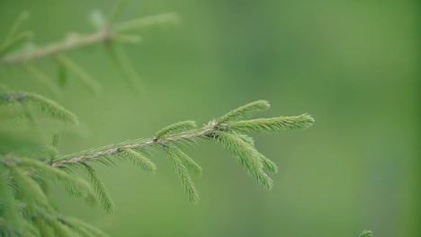 close-up of a pine branch