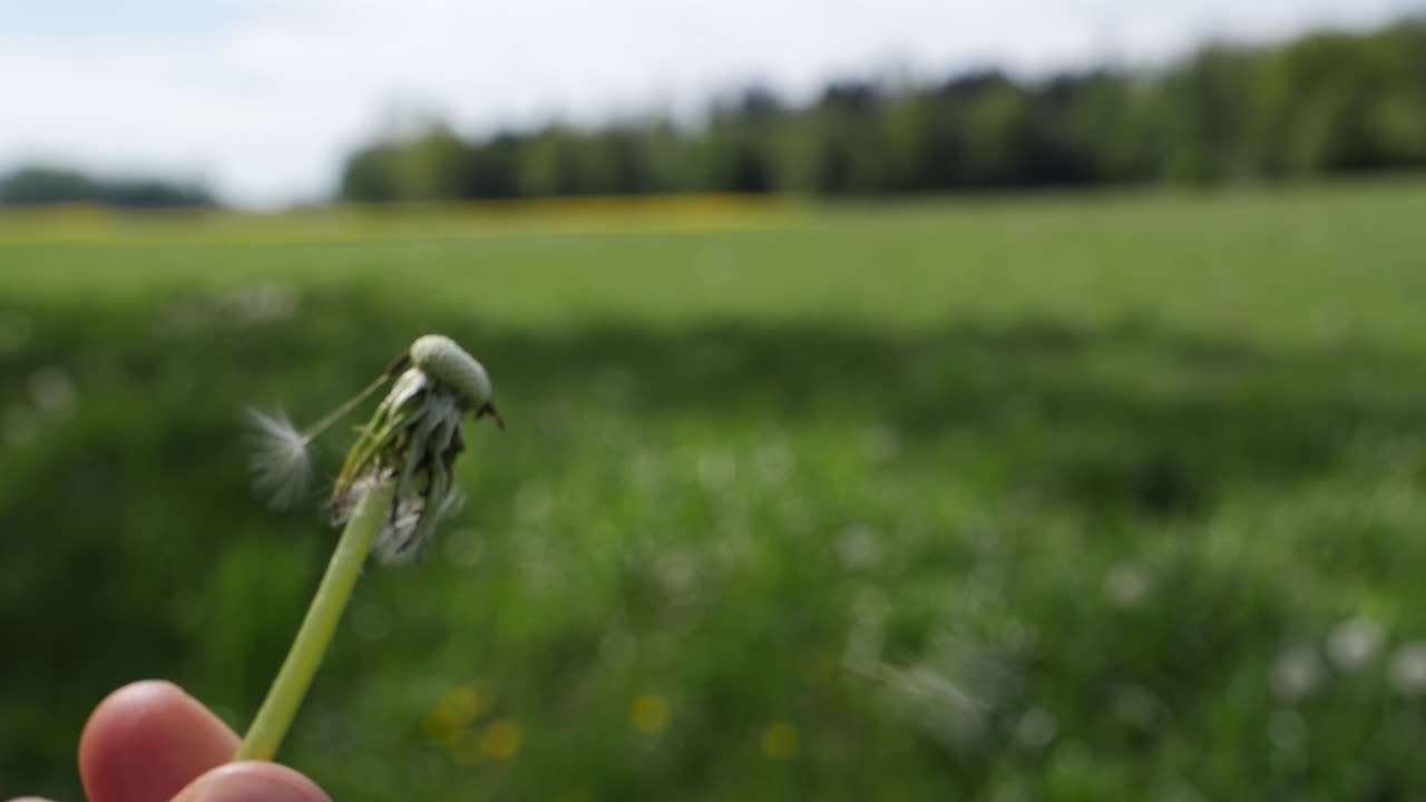 soplando las semillas de una flor de diente de león en cámara lenta al aire libre en un campo
